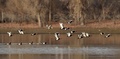 ブグル県のタリム川湿地を飛ぶ水鳥（2020年4月4日撮影）。(c)CNS/確·胡熱