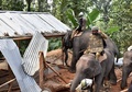 インド北東部アッサム州グワハティの動物保護区で、ゾウを使って違法建築物を解体する州の森林当局者（2017年11月27日撮影）。(c)AFP/Biju BORO