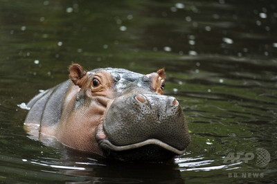 動物園のカバ 激しい暴行受け死ぬ エルサルバドル 写真1枚 国際ニュース Afpbb News