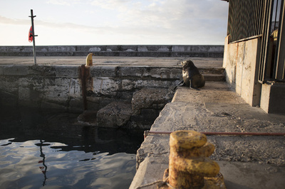 人間から嫌がらせされたオットセイ、女性かんだ後ストレスで死ぬ 南ア