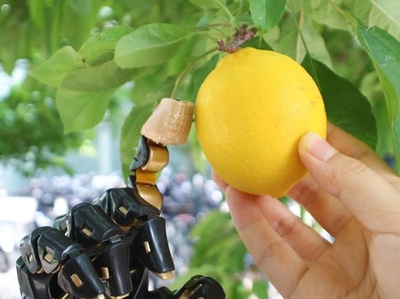 中国の科学者 バイオニック3D構造を備えた電子皮膚を初めて開発