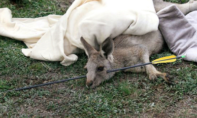 カンガルーの顔を矢で射抜いた男、豪警察が逮捕・起訴