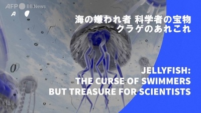 字幕：ビデオグラフィック「海の嫌われ者、科学者の宝物──クラゲのあれこれ」