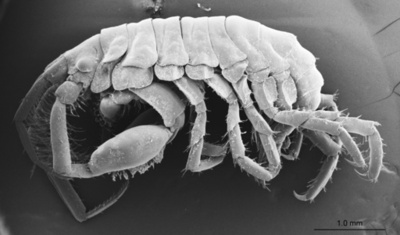 ジンベエザメの口内に生息する新種のヨコエビ発見 広島大研究チーム