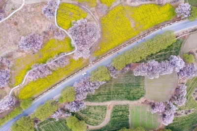 高原の雪国に春の訪れ、桃の花が満開に 中国・チベット