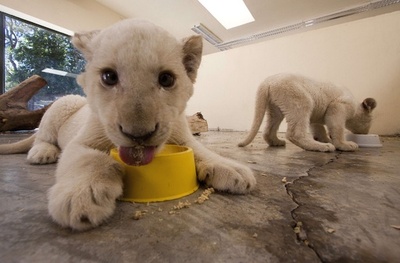 カメラ目線もばっちり、ホワイトライオンの赤ちゃん