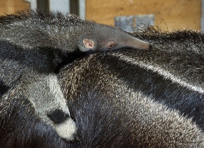 乗り心地最高？お母さんの背にしがみつく赤ちゃんアリクイ