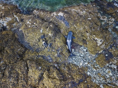 打ち上げられたシャチ、救出成功 米アラスカ