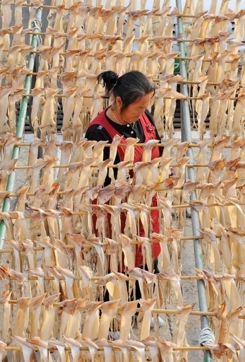 発光するイカ、特効薬のカギを握るか