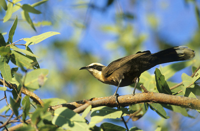 オーストラリアの鳥が「原始的な言語」を使用、スイス研究