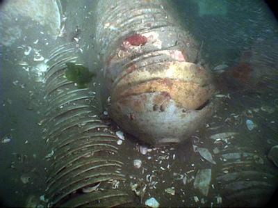 タコお手柄で発見の高麗王朝時代の陶器、写真が公開