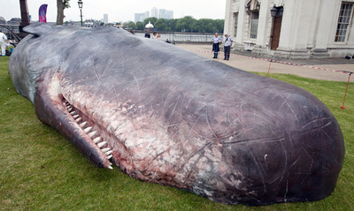 巨大クジラ、大学キャンパスに現る 英