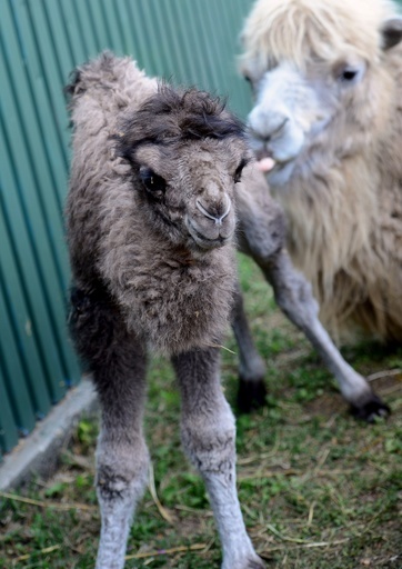 フタコブラクダの赤ちゃんがお披露目、ブダペスト動植物園