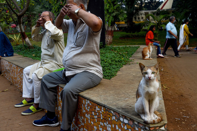 【今日の1枚】ネコと「見ざる」ポーズのおじさんと