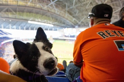 散歩がてらにいかが？スタンドに犬用の観戦席が登場 米大リーグ