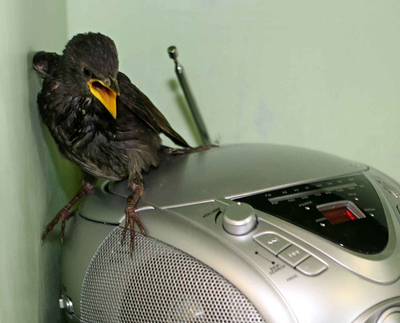 野生動物センターのヒナ鳥、CDプレーヤーで鳴き方の「お勉強」