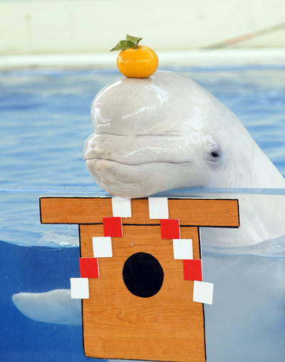 海の動物たちが祝うお正月、シーパラ