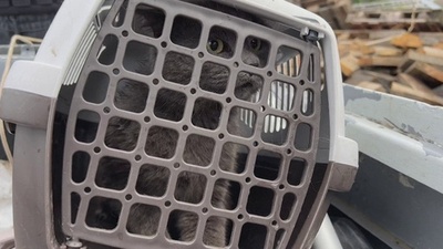動画:ダム決壊、洪水被災地で動物救出ボランティア ウクライナ