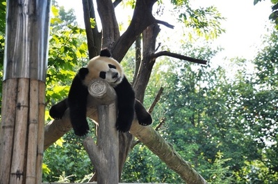 パンダ関連の研究協力に必要な条件　中国