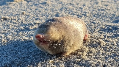 動画:ウィントンキンモグラを87年ぶりに確認 南ア