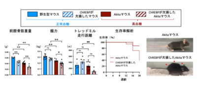 ダイアベティス（糖尿病）に伴う筋肉の衰えを防ぐ仕組みを解明