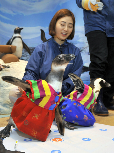 もうすぐ春節、ペンギンも韓服姿でごあいさつ 韓国