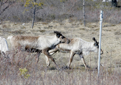 保護団体、トナカイ用地下通路を提案 - ノルウェー