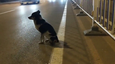 新しい家族と幸せに 道端で80日間たたずんでいた犬に新しい飼い主