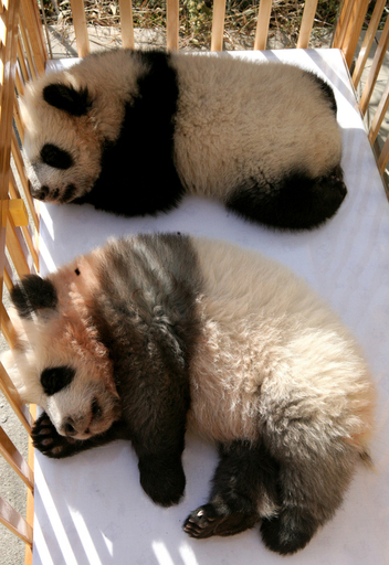 動物園でくつろぐパンダ、中国
