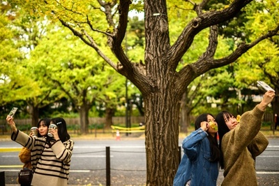 Autumn ginkgo trees at Meiji Shrine Outer Garden in Tokyo