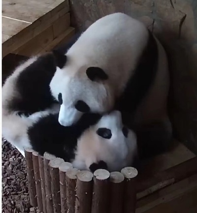 中国人男性 パンダ基地でパンダをドローンで追跡 終身立ち入り禁止処分に