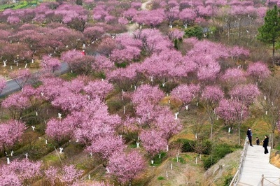 甘い香り漂う…南京郊外で梅が満開に 中国・江蘇省