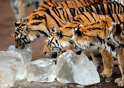 ひたすら氷ペロペロ、猛暑をしのぐシベリアトラ 中国