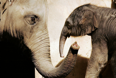 メスのゾウの赤ちゃんを公開 - ドイツ