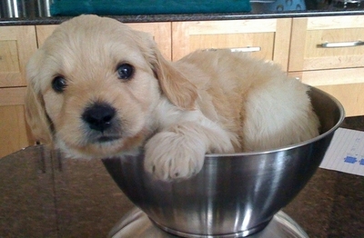 犬1匹の環境負荷はSUV2台分？ペットを地球の敵とみなした研究