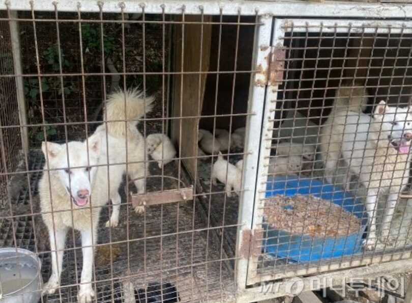 犬農場が疑われる、京畿道華城市の劣悪な犬飼育場の様子。生ゴミ（ご飯）を大きな筒に入れられ、腐ったにおいがする。水にはハエの死体が浮かんでいた。中にいたのは犬13匹。生まれたばかりの子犬11匹と母親2匹だった(c)MONEYTODAY