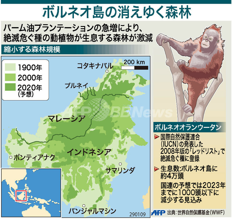 【図解】ボルネオ島の消えゆく森林