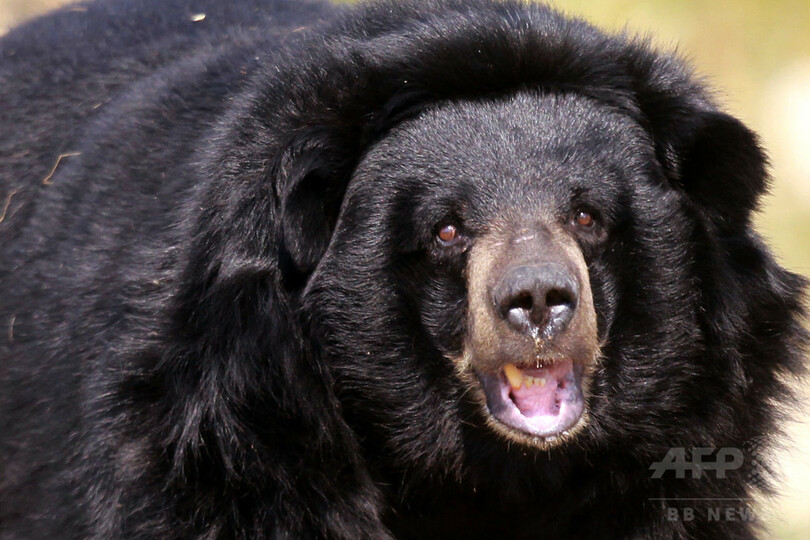 クマに襲われ男性死亡 米ニュージャージー州 写真1枚 国際ニュース Afpbb News