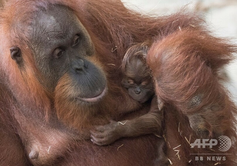 ママにべったり オランウータンの赤ちゃん 独 写真5枚 国際ニュース Afpbb News