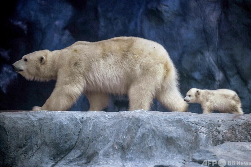 初めまして！ホッキョクグマの赤ちゃんお披露目 ブラジル