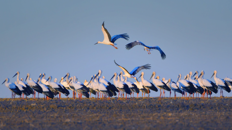 今年の渡り鳥の中にコウノトリ400羽余りを確認 黒竜江省の興凱湖 写真3枚 国際ニュース Afpbb News