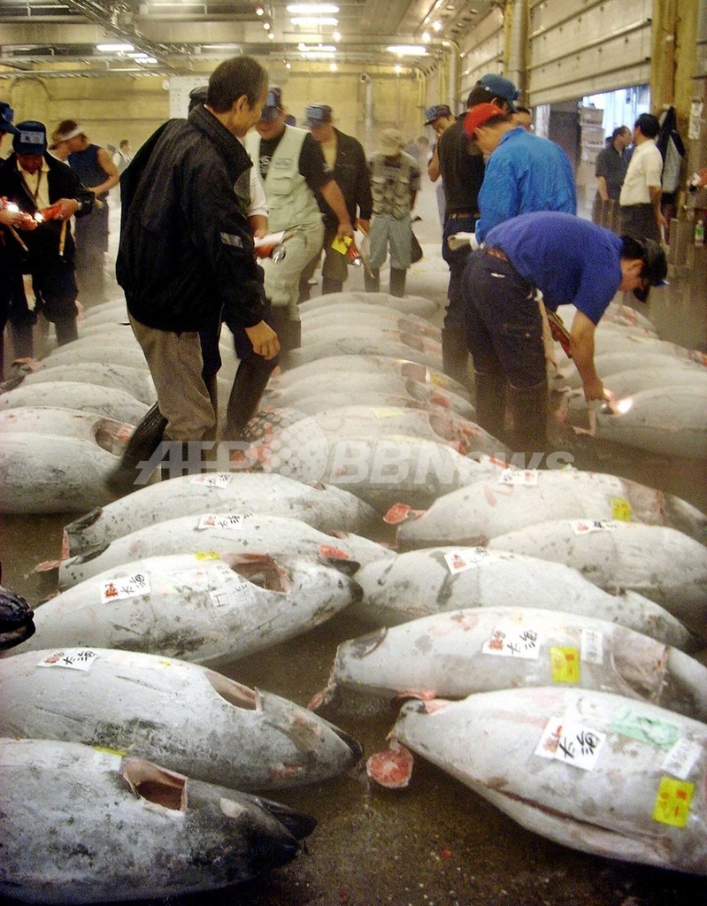 築地の初競りでマグロに400万円 東京 写真1枚 国際ニュース Afpbb News