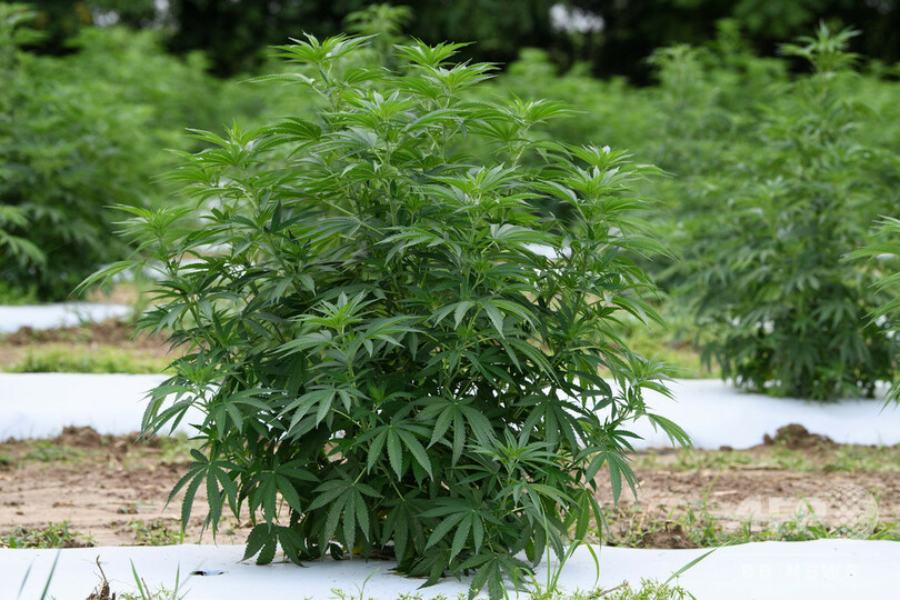 「大麻とは違う」ヘンプの栽培農家、飽和市場や泥棒に苦戦 米国