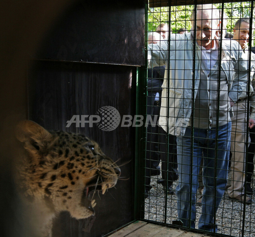 プーチン首相 ペルシャヒョウとふれあう 写真1枚 国際ニュース Afpbb News