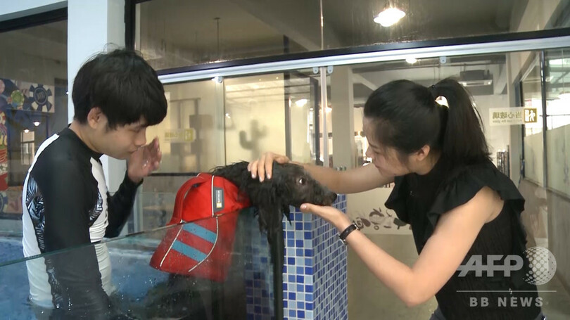 トレーナー付きで泳ぎの練習 杭州のペットショップに専用プール