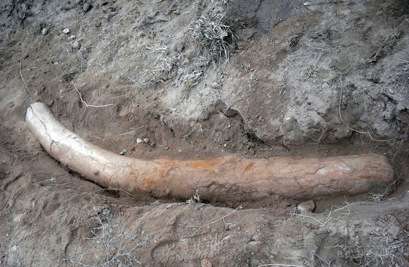 「110万年前のステゴドンの牙」発見、パキスタン研究チーム 「110万年前のステゴドンの牙」発見、パキスタン研究チーム