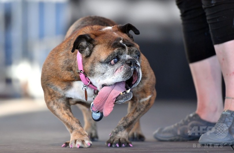 恒例の 世界一醜い犬コンテスト 今年の優勝は 米カリフォルニア 写真17枚 国際ニュース Afpbb News