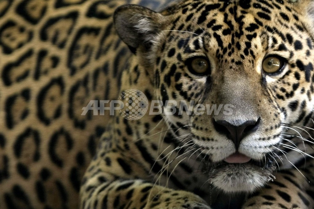 絶滅危惧種のクローン作成を計画 ブラジル 写真1枚 国際ニュース Afpbb News