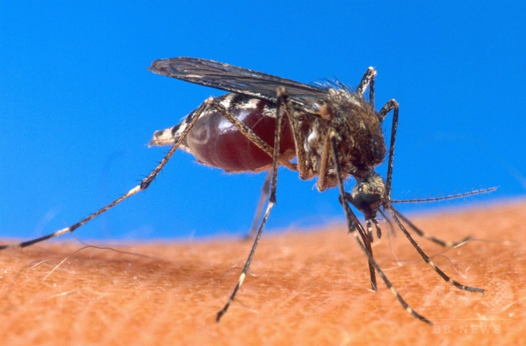 抗マラリア遺伝子持つ媒介蚊、繁殖成功 米研究 抗マラリア遺伝子持つ媒介蚊、繁殖成功 米研究