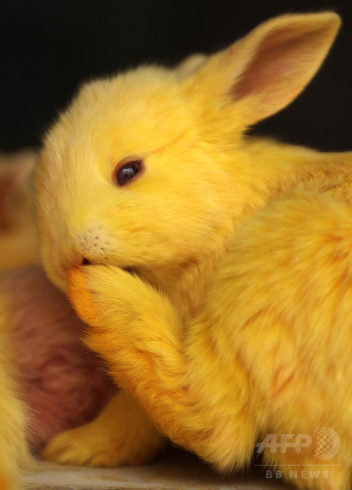 国際ニュース：AFPBB News生放送で子ウサギ撲殺 デンマークのラジオ局「畜産業の残酷さ伝えるため」